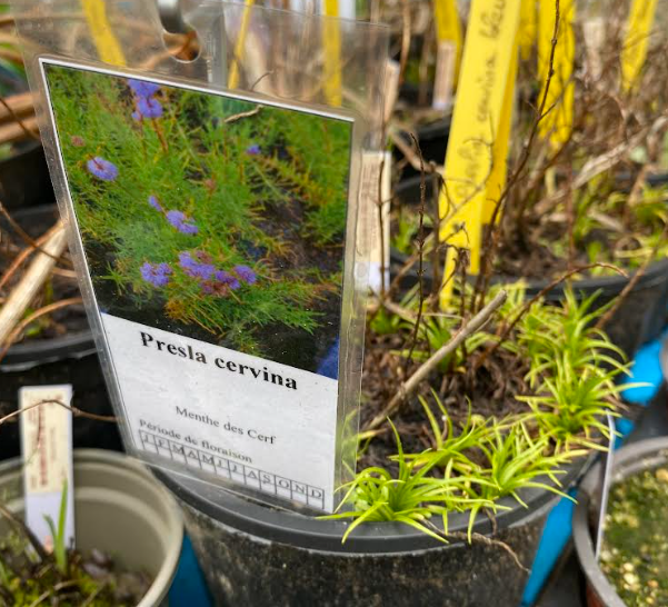 Preslia cervina - Menthe des cerf