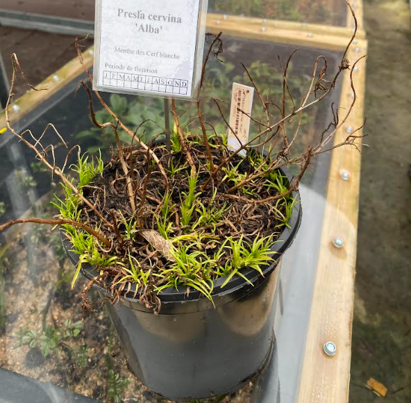 Preslia cervina 'Alba' - Menthe des cerf blanche