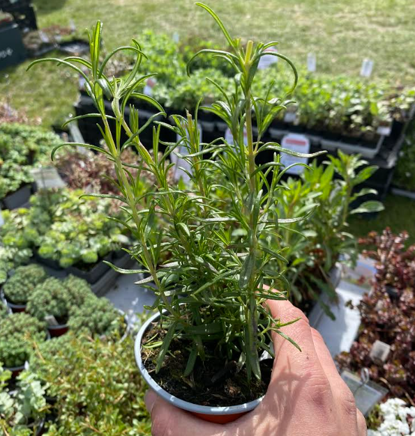 Rosmarinus officinalis - Romarin