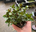 Mentha piperita - Menthe Poivrée