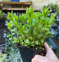 Mentha spicata 'Marocco' - Menthe 'Marocaine'