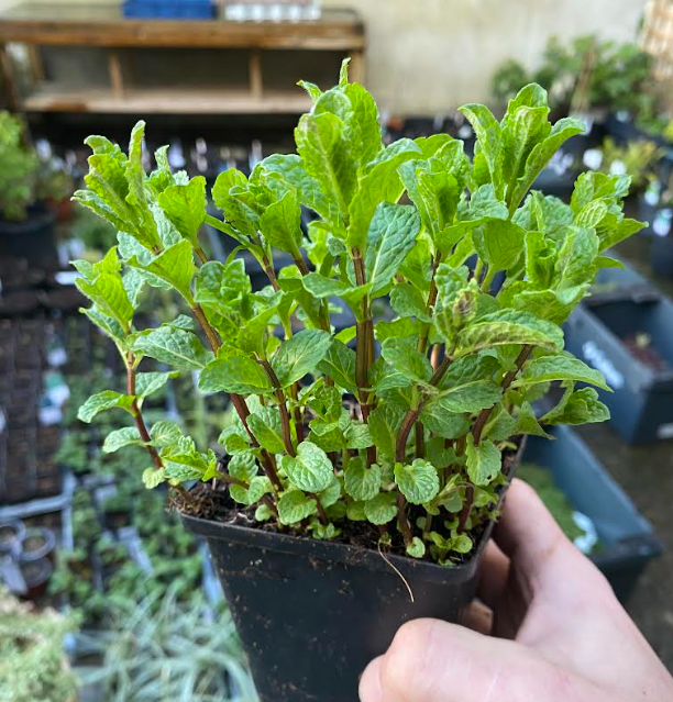 Mentha spicata 'Marocco' - Menthe 'Marocaine'