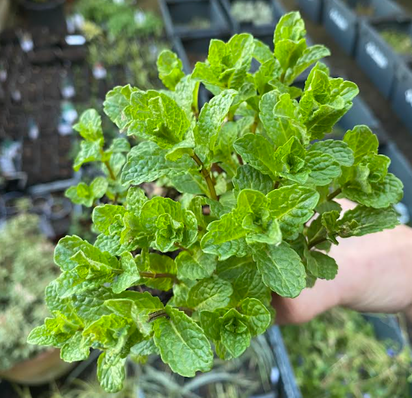 Mentha spicata 'Marocco' - Menthe 'Marocaine'