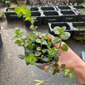Mentha x piperita 'Mitcham' - Menthe poivrée anglaise