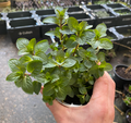 Mentha piperita 'Chocolate' - Menthe poivrée 'Chocolat'