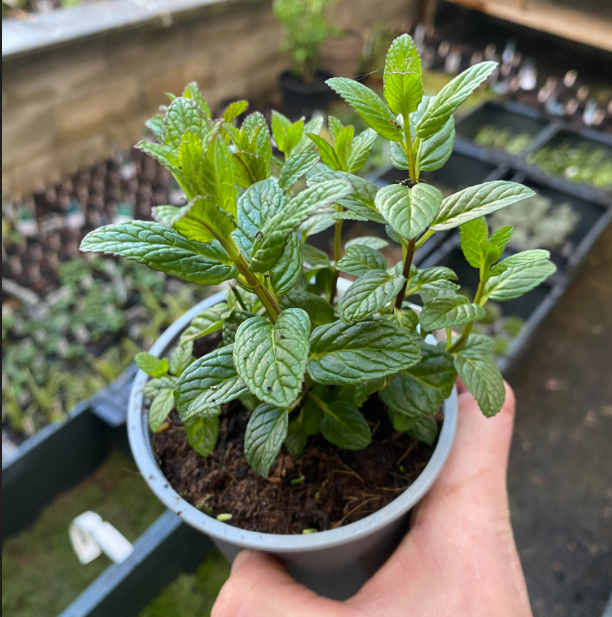 Mentha spicata - Menthe Verte