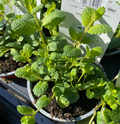 Mentha sueveolens 'Apple Fruit' - Menthe pomme - Menthe à feuilles rondes pomme
