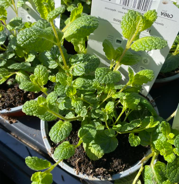 Mentha sueveolens 'Apple Fruit' - Menthe pomme - Menthe à feuilles rondes pomme