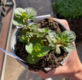 Mentha piperita 'Citrata Orange Fresh' - Menthe ´Orange’