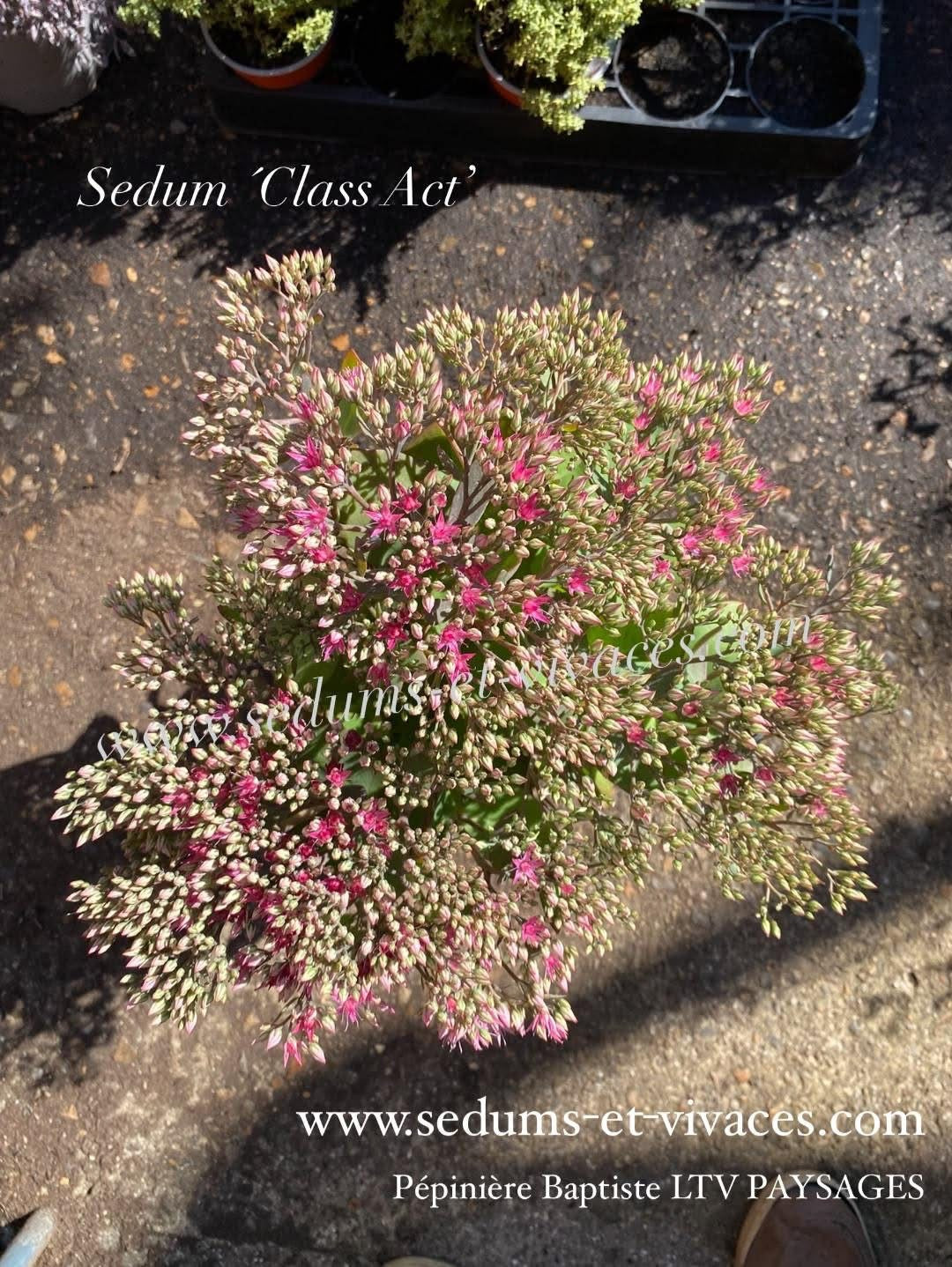 Sedum 'Class Act' - Orpin