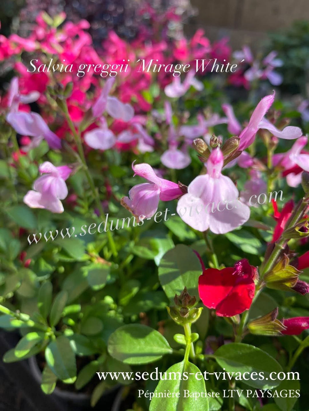 Salvia greggii 'Mirage White' - Sauge arbustive compacte blanc
