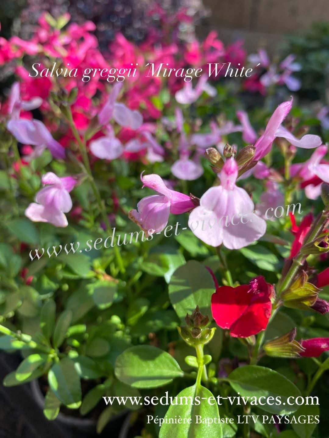 Salvia greggii 'Mirage White' - Sauge arbustive compacte blanc