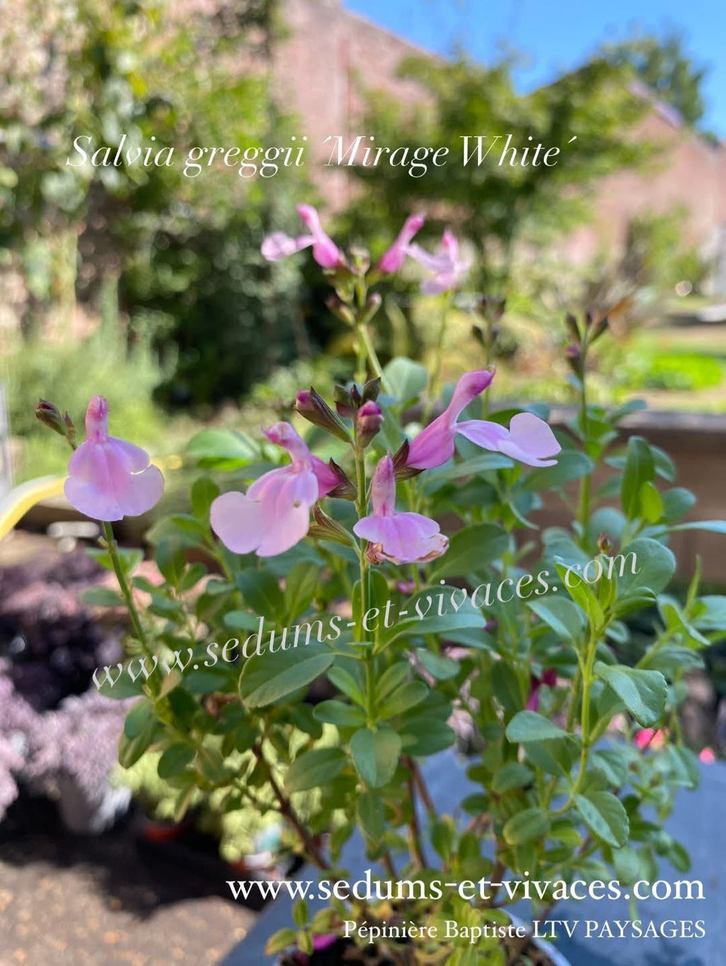 Salvia greggii 'Mirage White' - Sauge arbustive compacte blanc