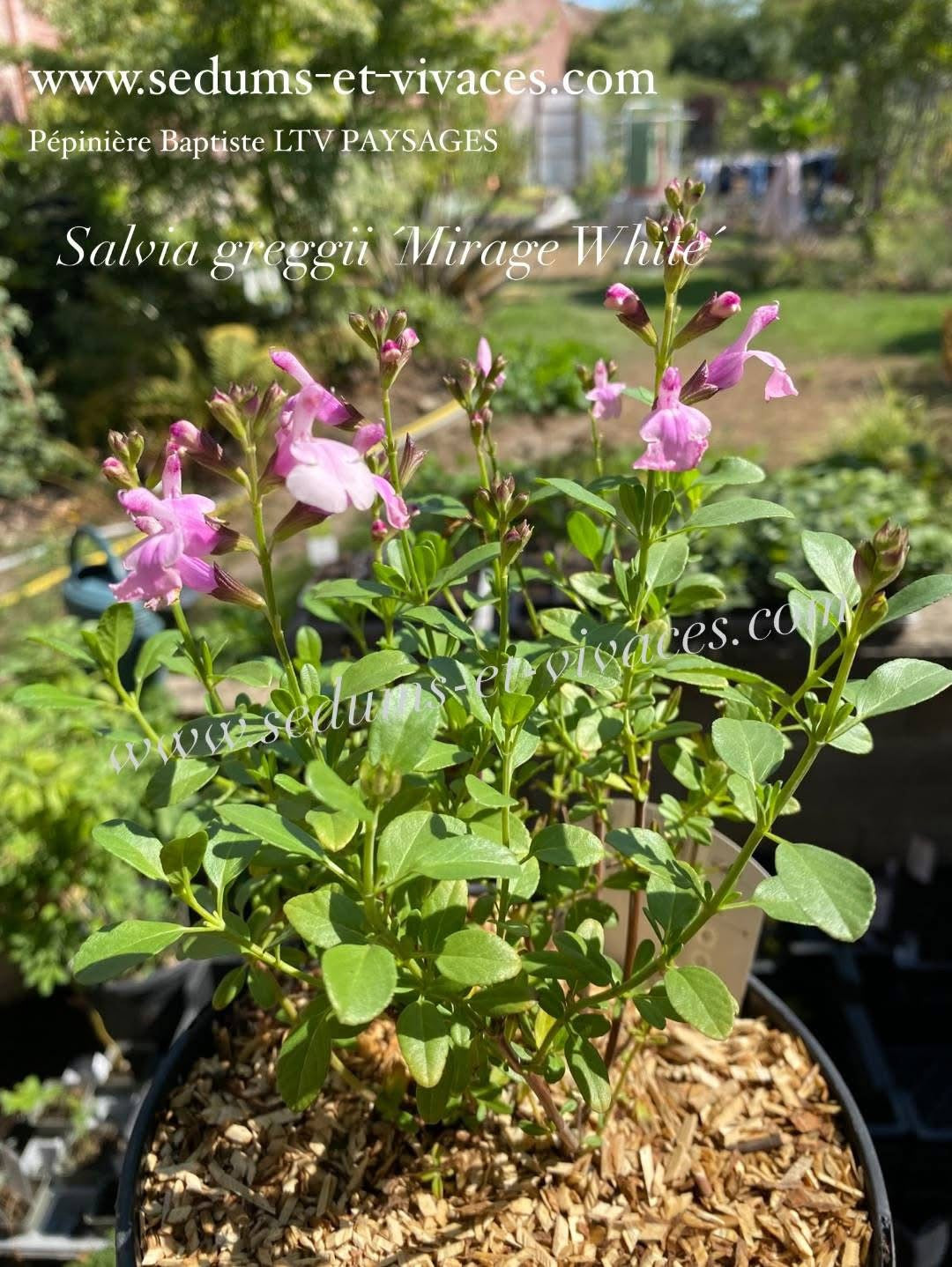 Salvia greggii 'Mirage White' - Sauge arbustive compacte blanc