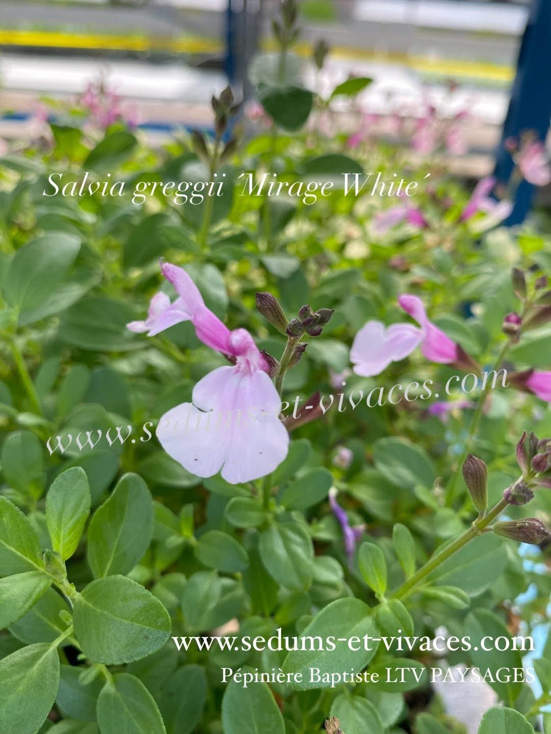 Salvia greggii 'Mirage White' - Sauge arbustive compacte blanc
