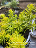 Sedum 'Winter Lemon' - Orpin 'Winter Lemon' - Sedum