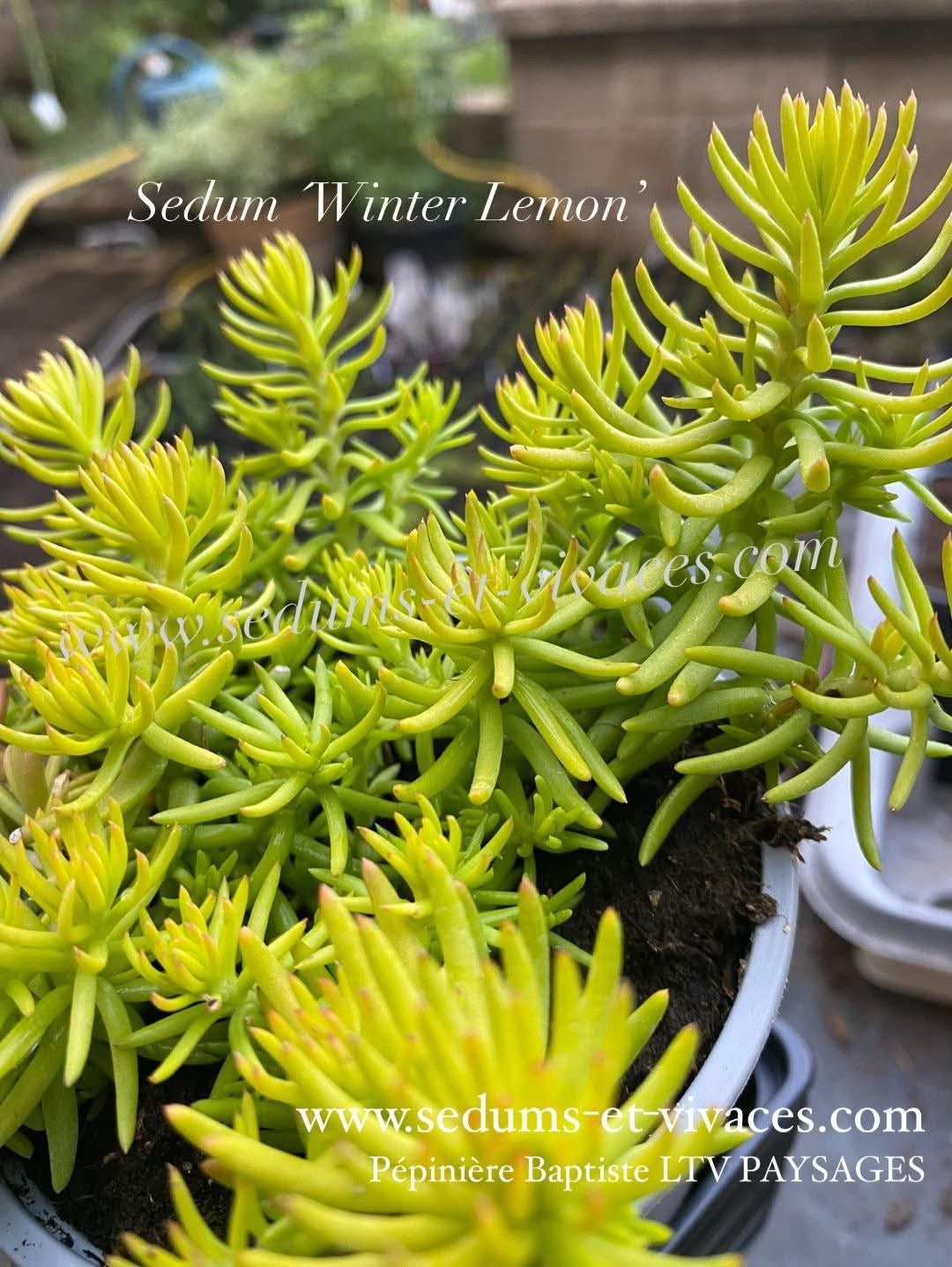Sedum 'Winter Lemon' - Orpin