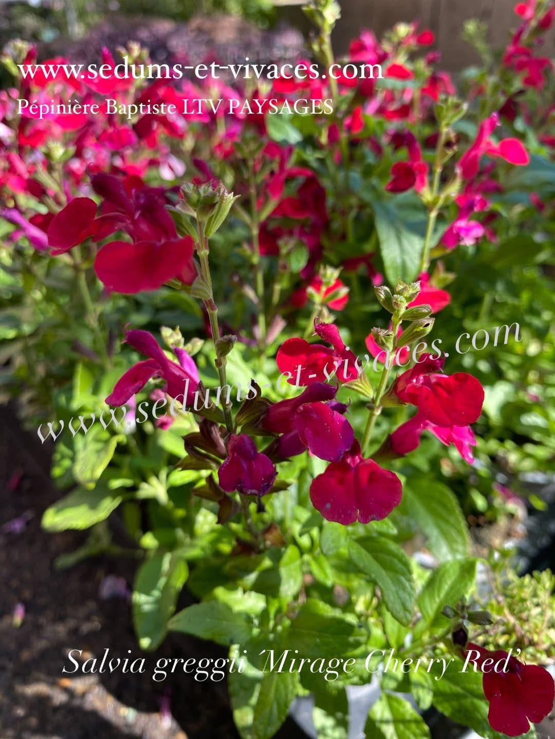 Salvia greggii 'Mirage Cherry Red' - Sauge arbustive compacte rouge cerise