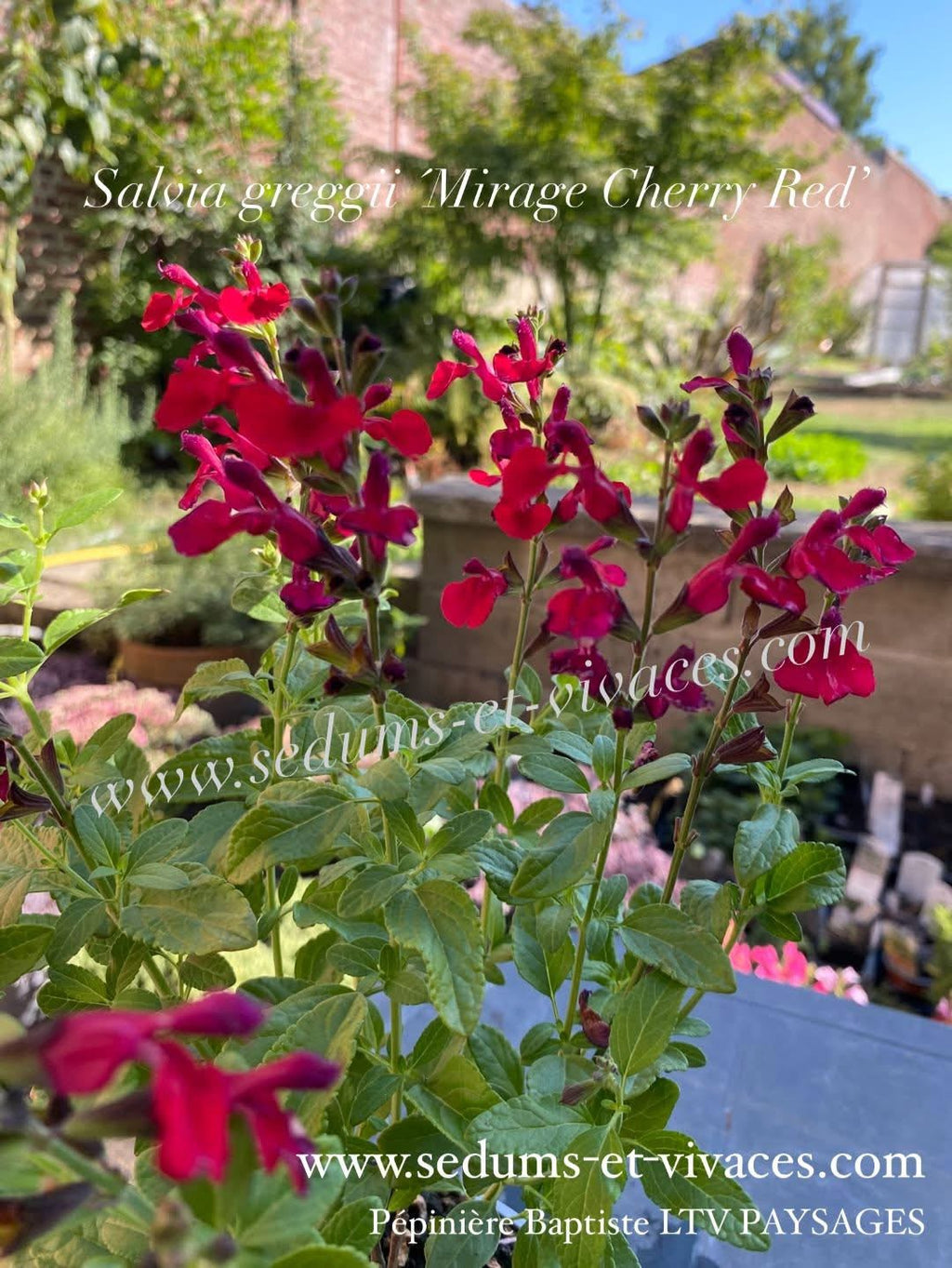 Salvia greggii 'Mirage Cherry Red' - Sauge arbustive compacte rouge cerise