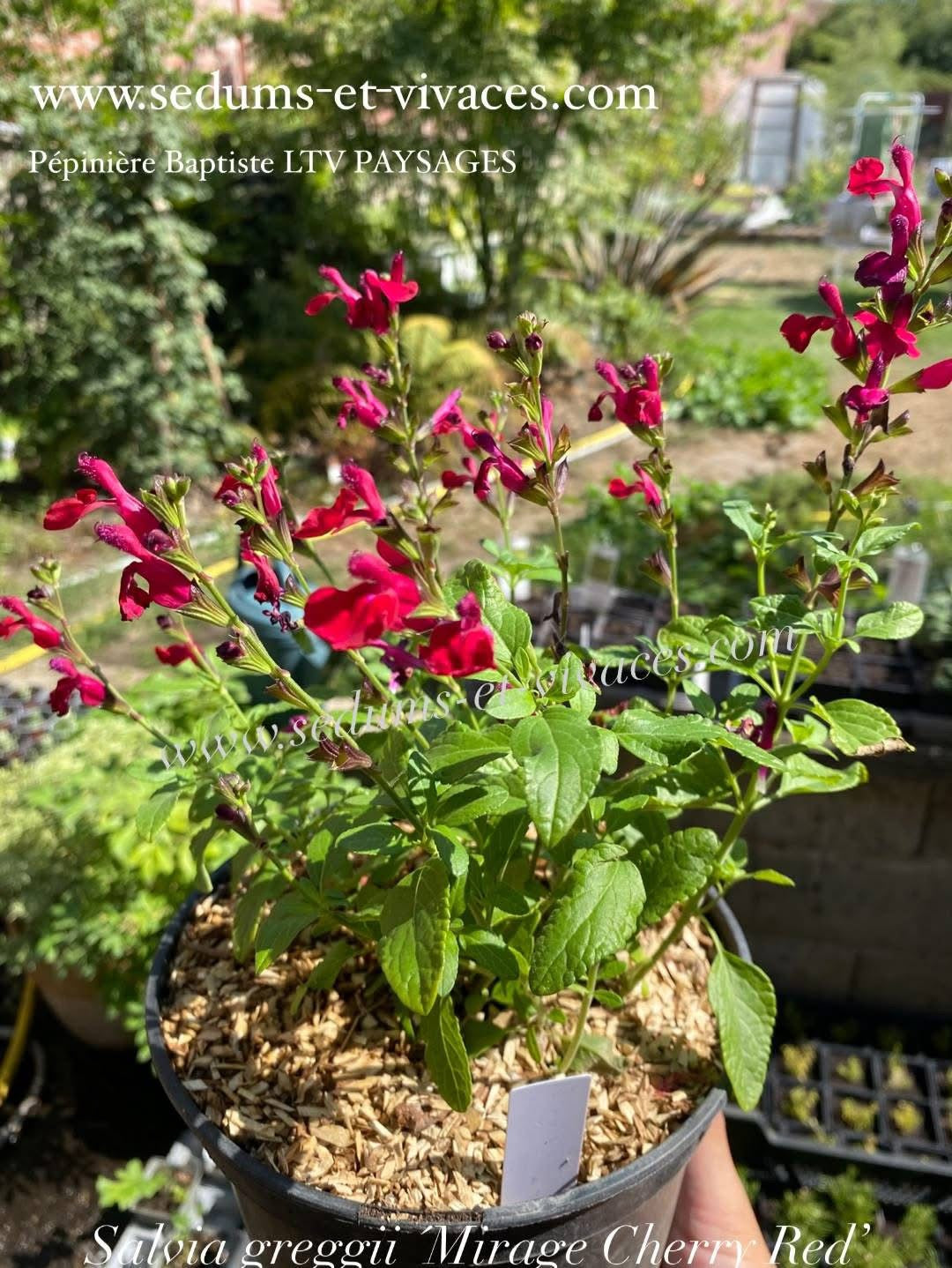 Salvia greggii 'Mirage Cherry Red' - Sauge arbustive compacte rouge cerise