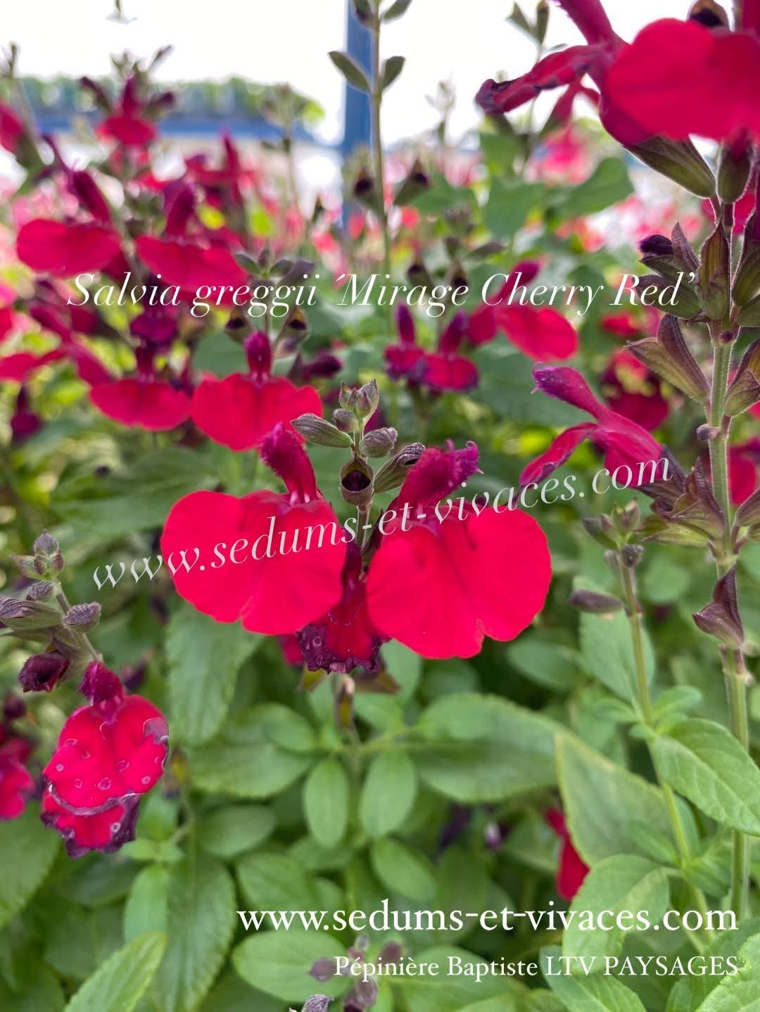 Salvia greggii 'Mirage Cherry Red' - Sauge arbustive compacte rouge cerise