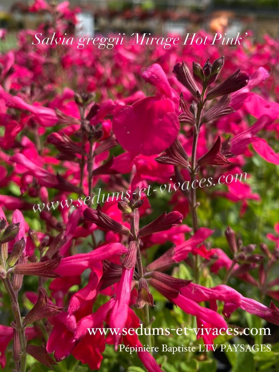 Salvia greggii 'Mirage Hot Pink' - Sauge arbustive compacte rose vif