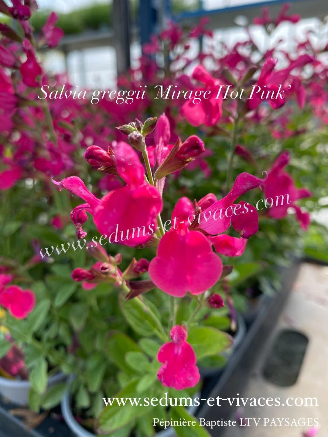 Salvia greggii 'Mirage Hot Pink' - Sauge arbustive compacte rose vif