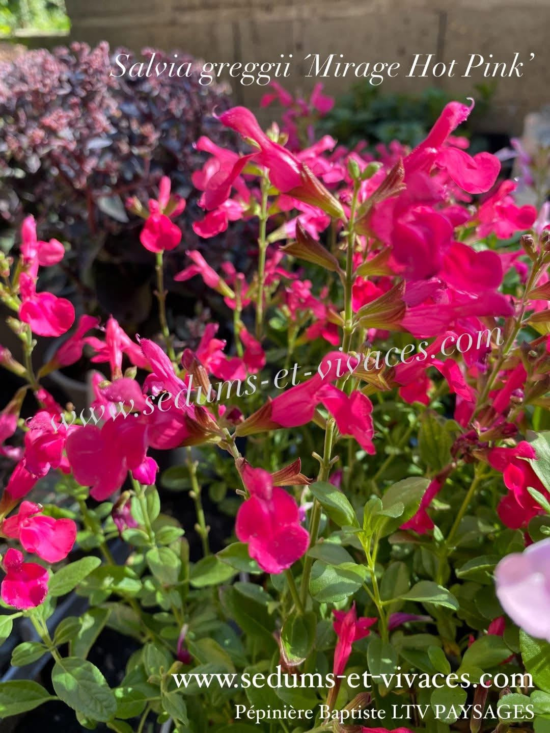 Salvia greggii 'Mirage Hot Pink' - Sauge arbustive compacte rose vif