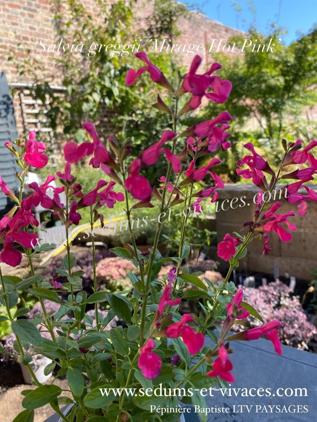 Salvia greggii 'Mirage Hot Pink' - Sauge arbustive compacte rose vif