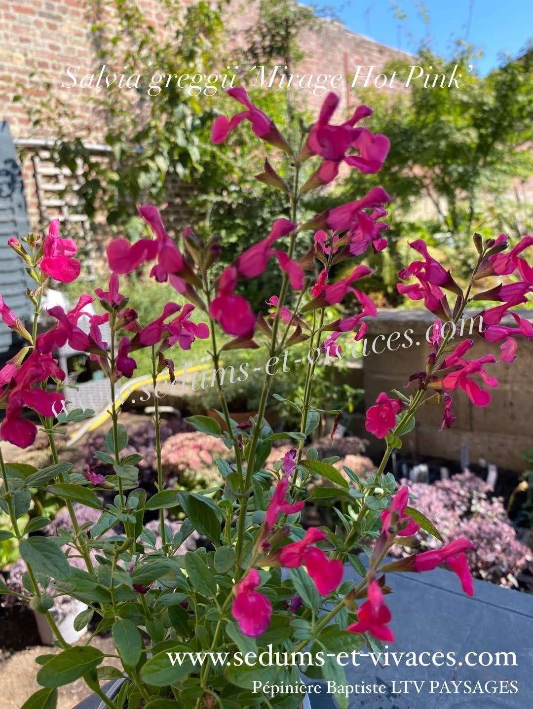 Salvia greggii 'Mirage Hot Pink' - Sauge arbustive compacte rose vif