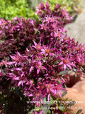 Phedimus spurius 'Spot On Deep Rose' - Orpin bâtard 'Spot On Deep Rose' - Sedum