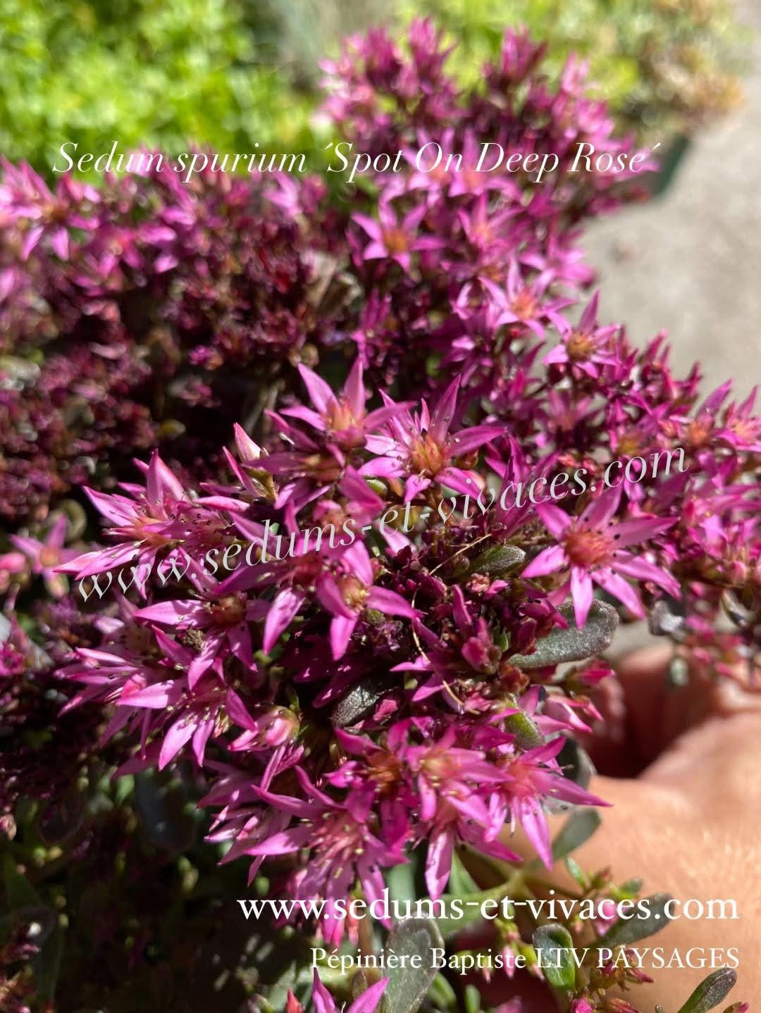 Sedum spurium 'Spot On Deep Rose' - Sedum - Orpin rampant