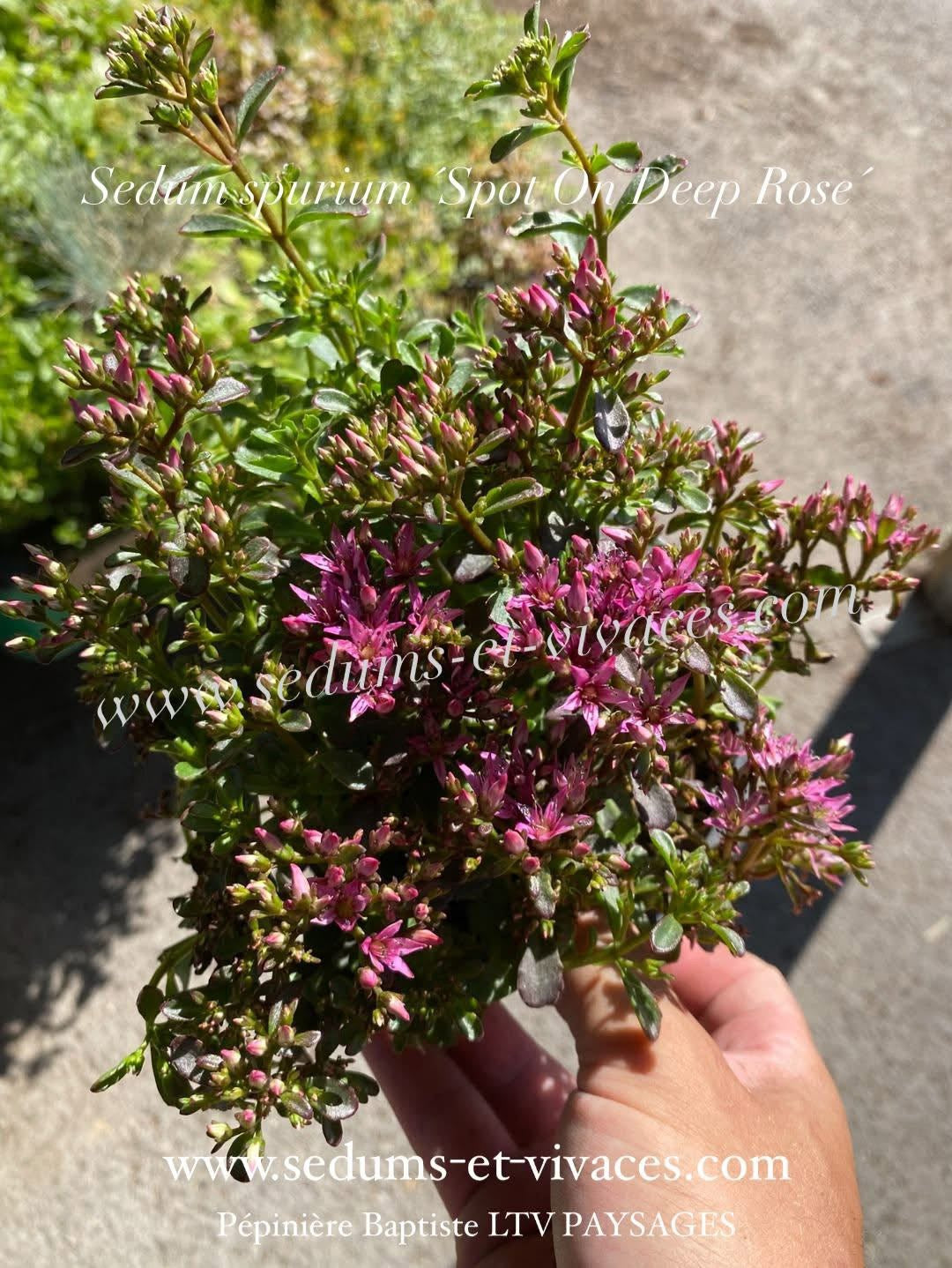 Sedum spurium 'Spot On Deep Rose' - Sedum - Orpin rampant