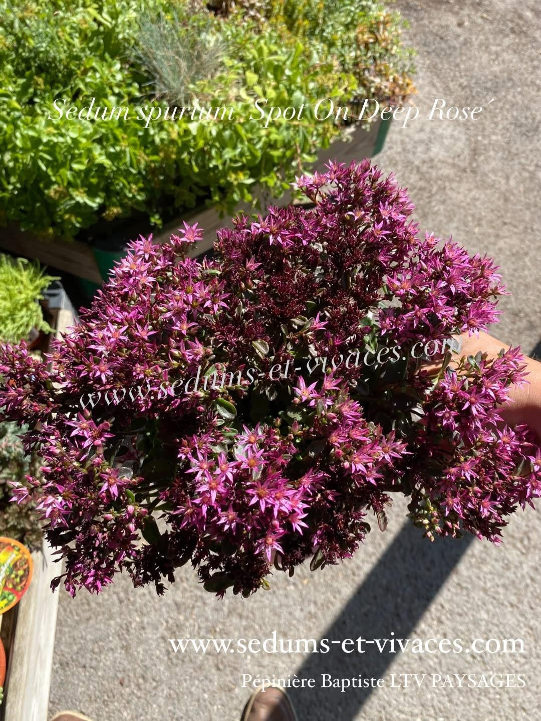 Sedum spurium 'Spot On Deep Rose' - Sedum - Orpin rampant
