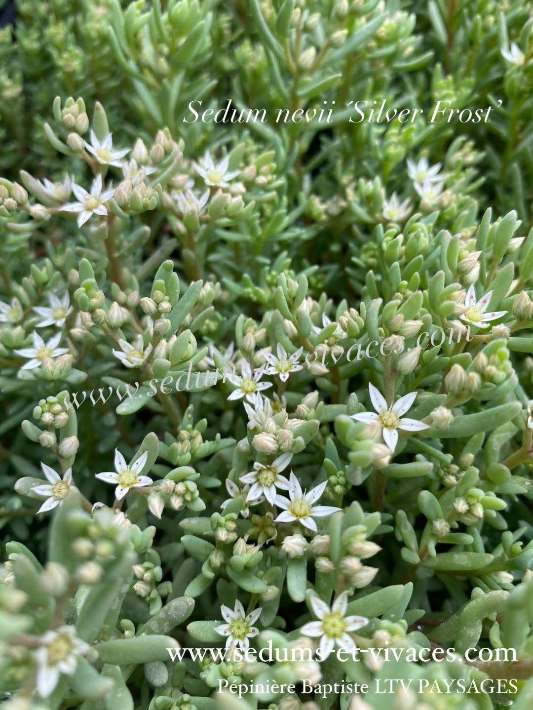 Sedum nevii 'Silver Frost’ - Orpin 'Silver Frost'