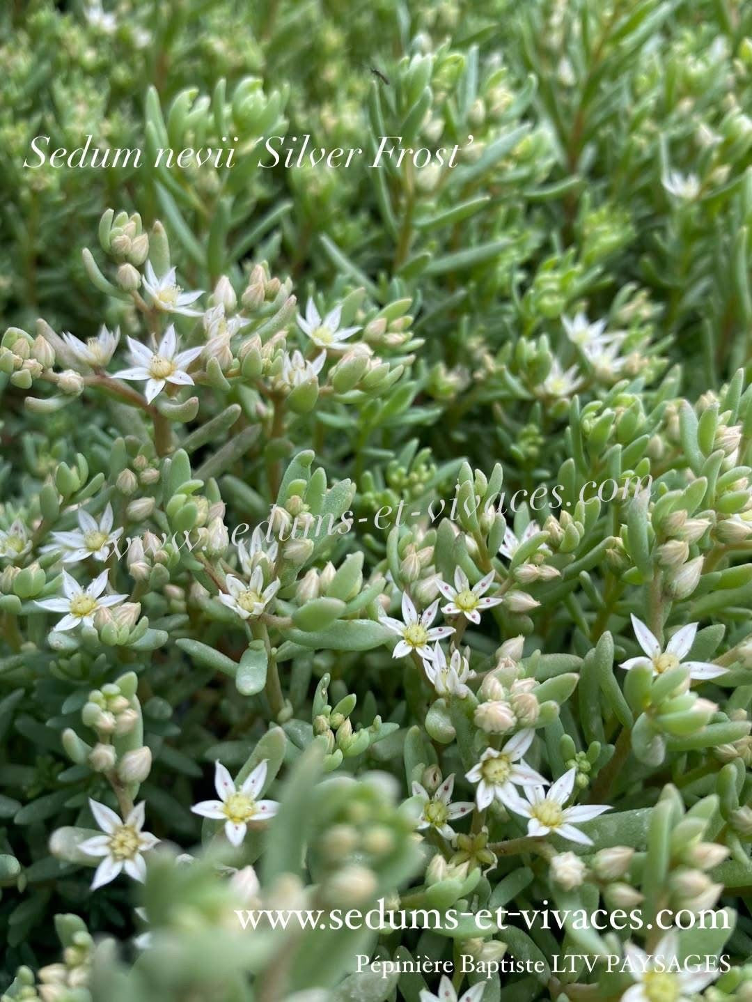 Sedum nevii 'Silver Frost’ - Orpin 'Silver Frost'