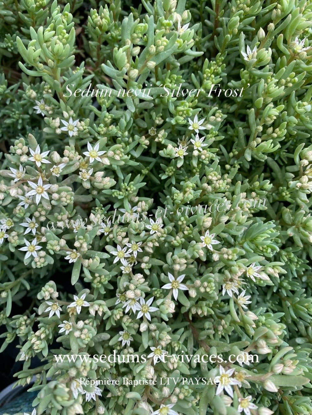 Sedum nevii 'Silver Frost’ - Orpin de Nevi 'Silver Frost' - Sedum