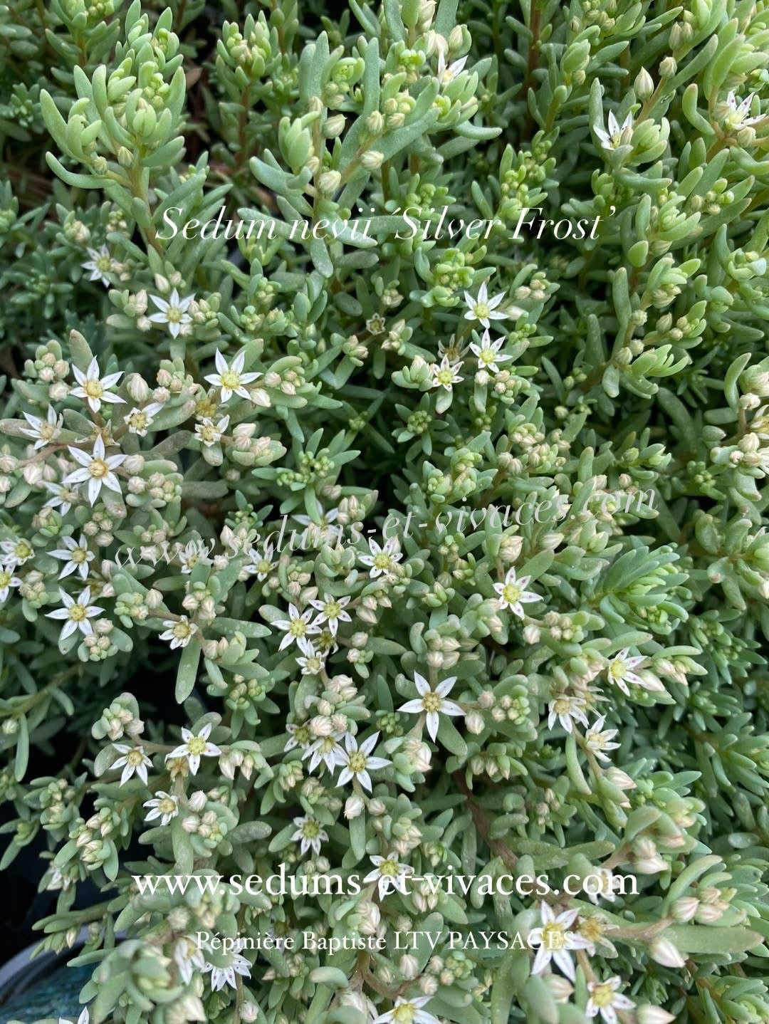 Sedum nevii 'Silver Frost’ - Orpin 'Silver Frost'