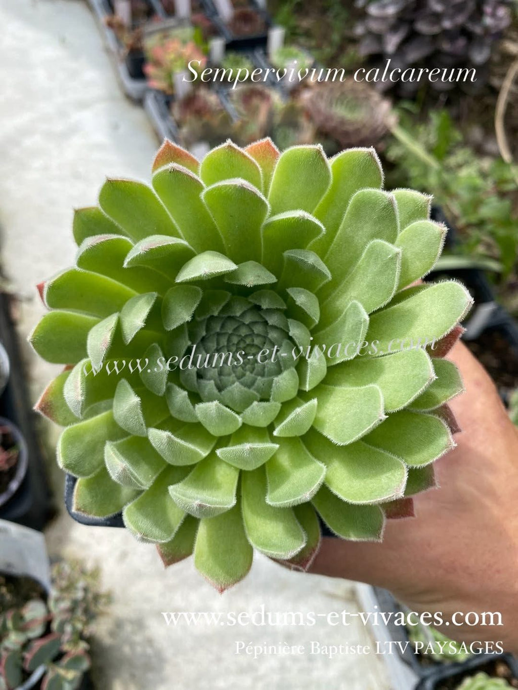 Sempervivum calcareum - Joubarbe calcicole
