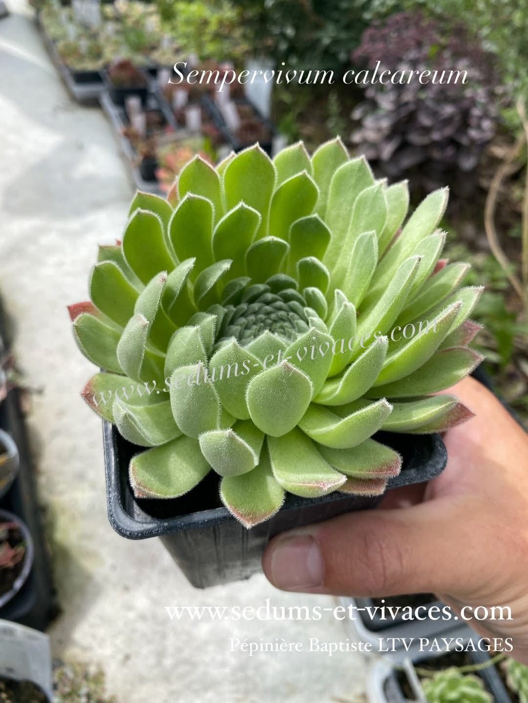 Sempervivum calcareum - Joubarbe calcicole