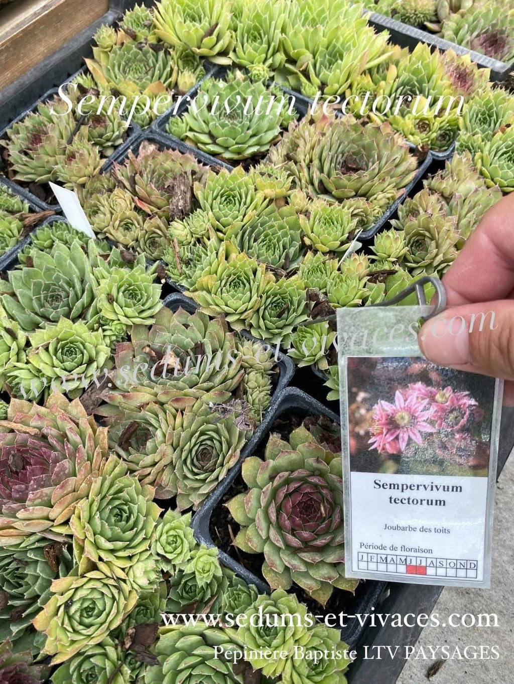 Sempervivum tectorum - Joubarbe des toits