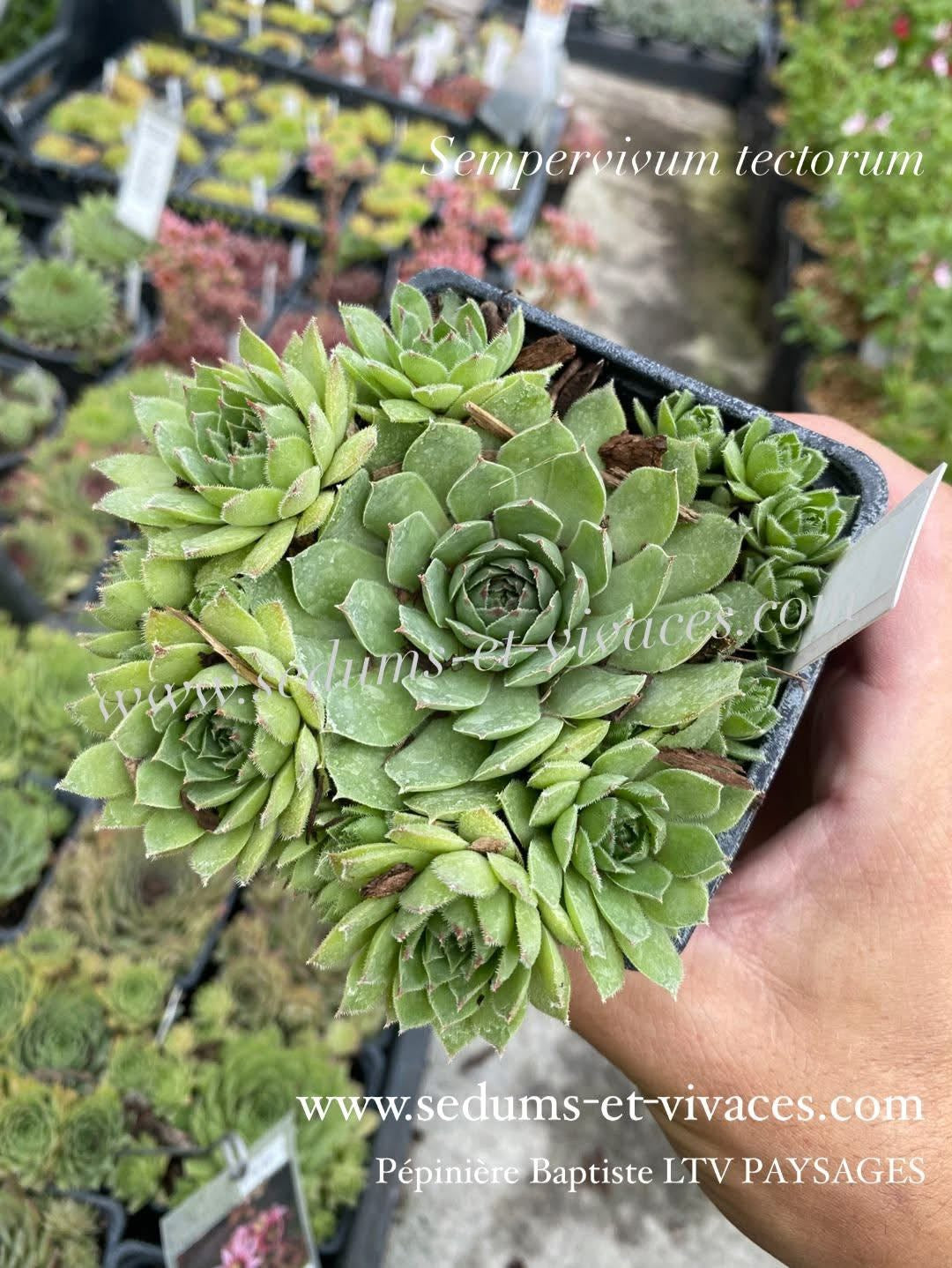 Sempervivum tectorum - Joubarbe des toits