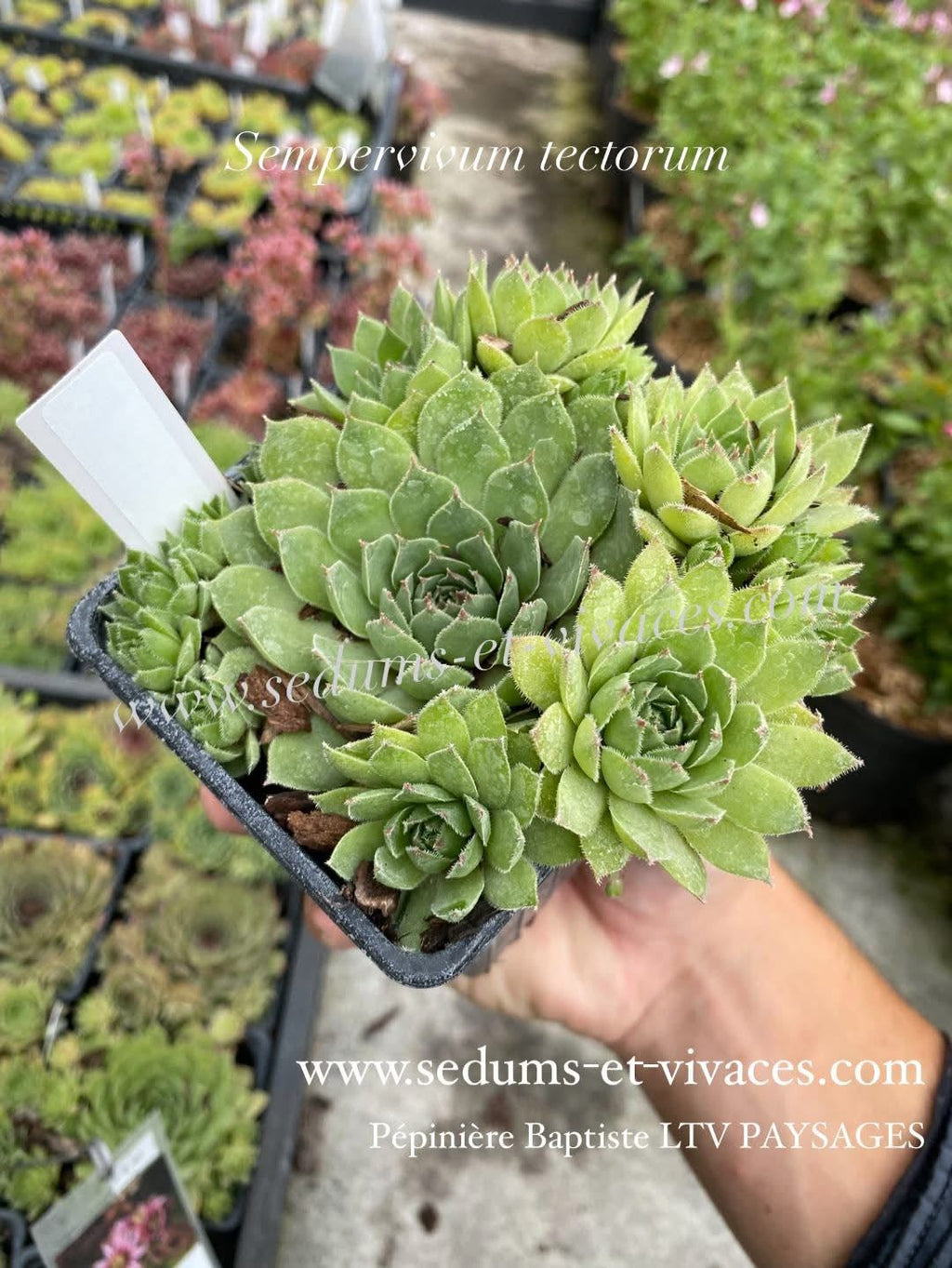 Sempervivum tectorum - Joubarbe des toits