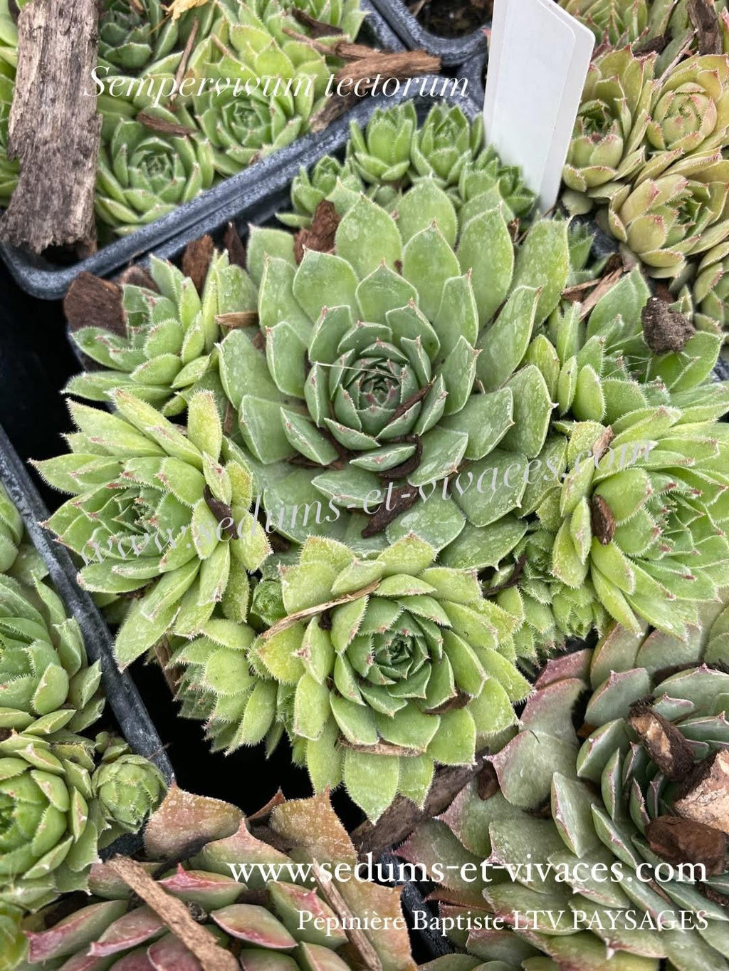 Sempervivum tectorum - Joubarbe des toits