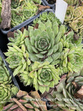 Sempervivum tectorum - Joubarbe des toits