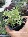 Petrosedum rupestre 'Angelina Variegata' - Orpin des rochers panaché 'Angelina Variegata' - Sedum