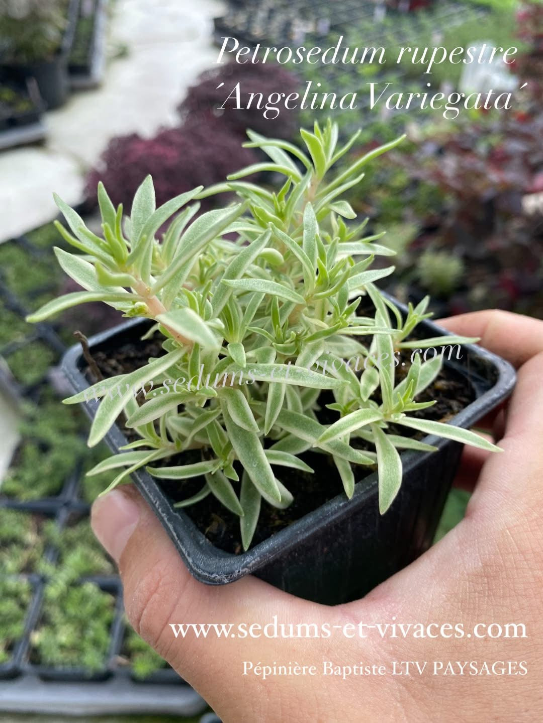 Petrosedum rupestre 'Angelina Variegata' - Orpin des rochers panaché 'Angelina Variegata' - Sedum