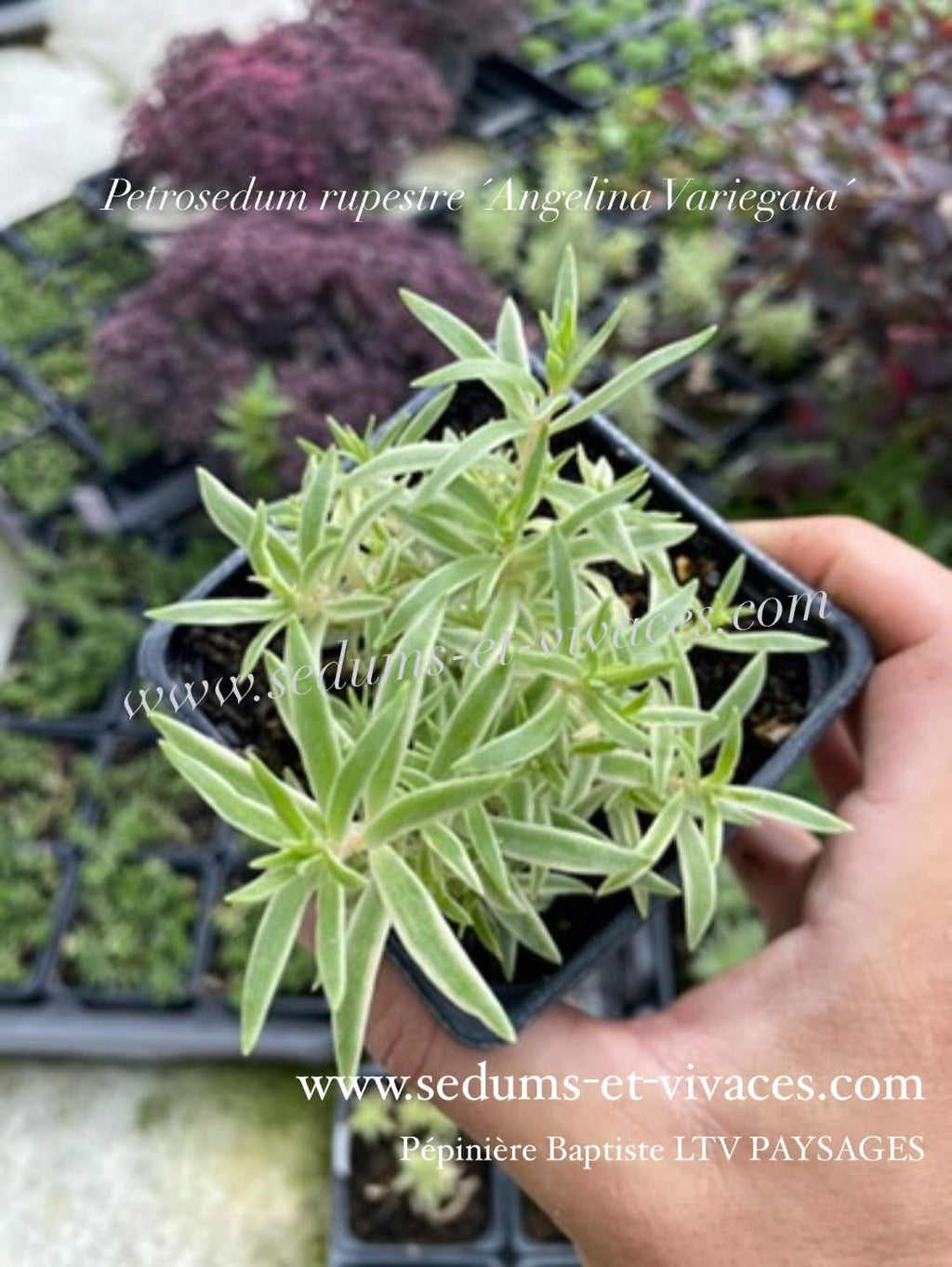 Petrosedum rupestre 'Angelina Variegata' - Orpin des rochers panaché 'Angelina Variegata' - Sedum