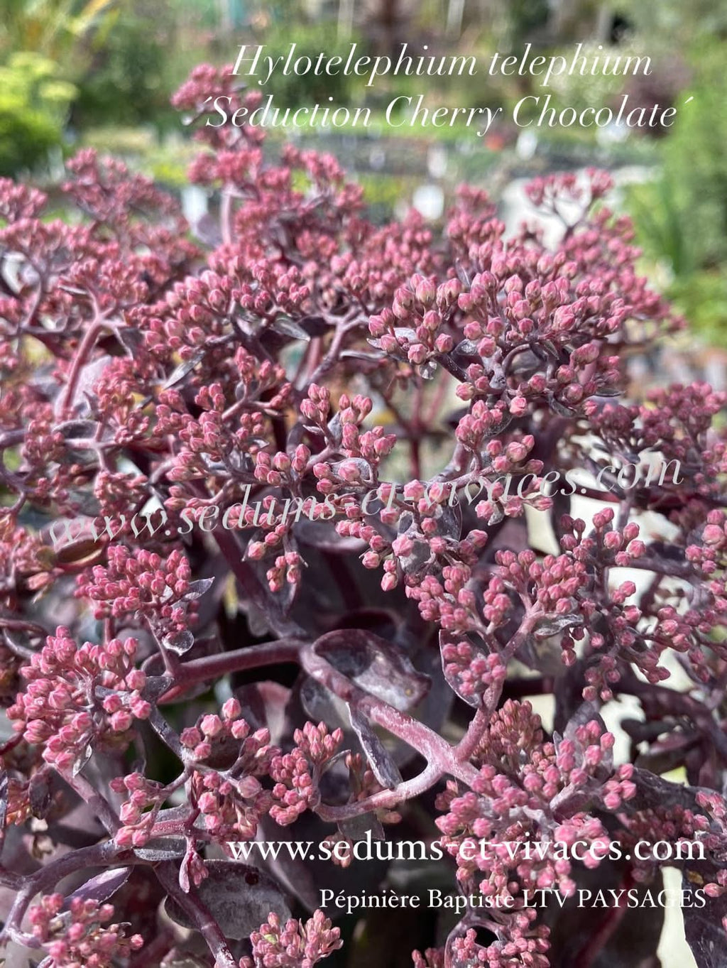 Hylotelephium telephium 'Seduction Cherry Chocolate' - Orpin des jardins 'Seduction Cherry Chocolate' - Sedum