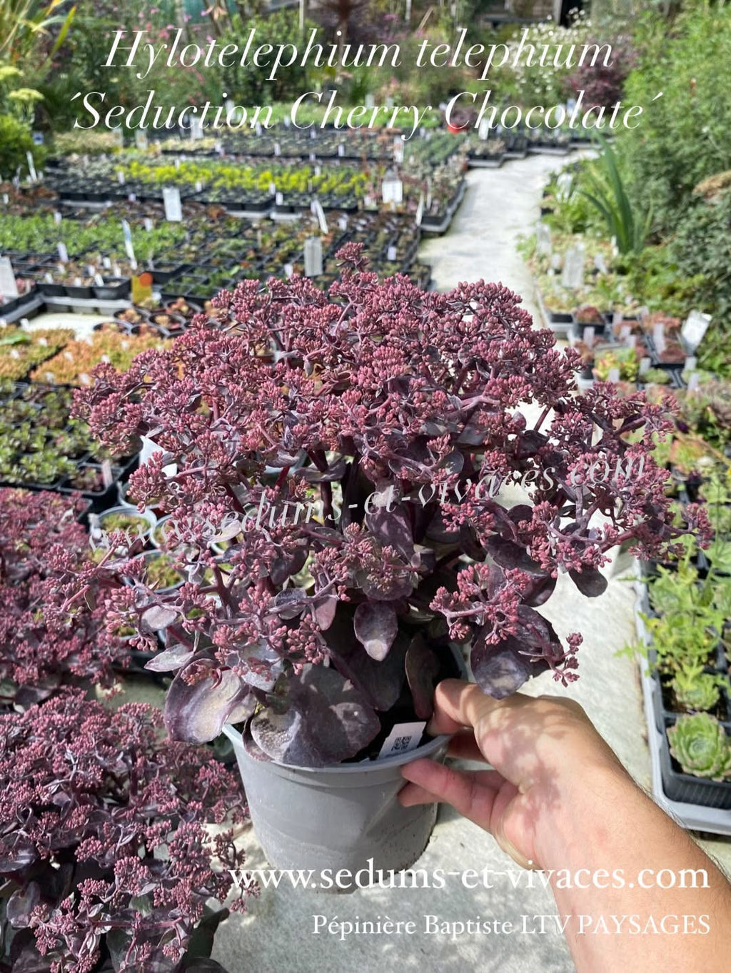 Hylotelephium telephium 'Seduction Cherry Chocolate' - Orpin des jardins 'Seduction Cherry Chocolate' - Sedum